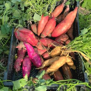 Sweet Potato